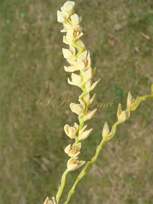  Rachilla with male flowers
